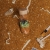 Butelka obserwacyjna dinozaury JURASSIC / Petit Boum